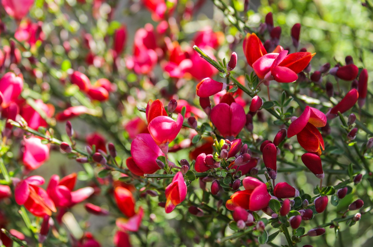 Arbusto fiorito che abbellisce un giardino con fiori colorati durante tutte le stagioni.
