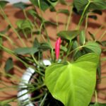 Foglie ingiallite di Anthurium che indicano scarsa irrigazione, con consigli per il recupero.