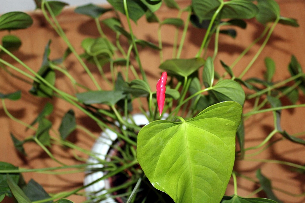 Foglie ingiallite di Anthurium che indicano scarsa irrigazione, con consigli per il recupero.