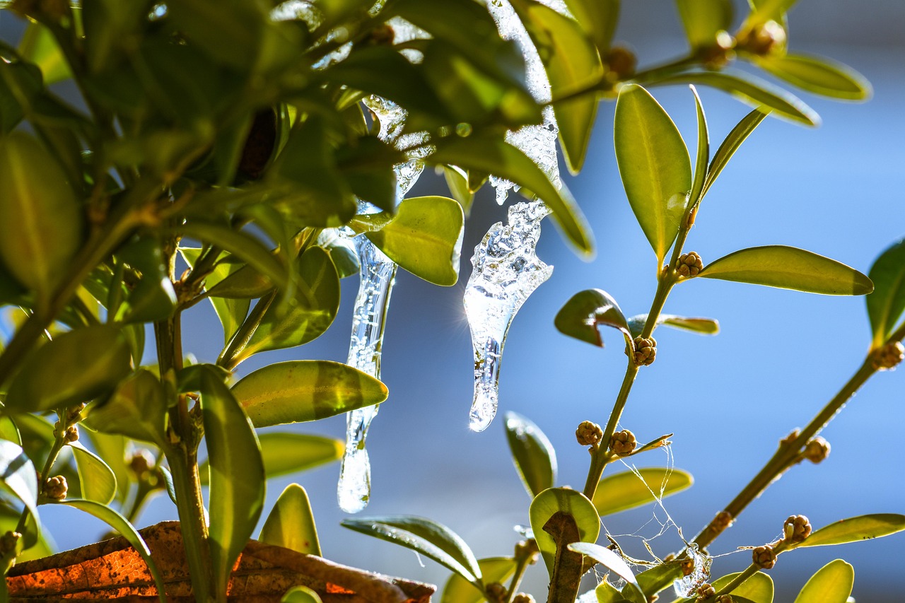 Pianta verde in vaso che mostra segni di sofferenza per il caldo domestico.