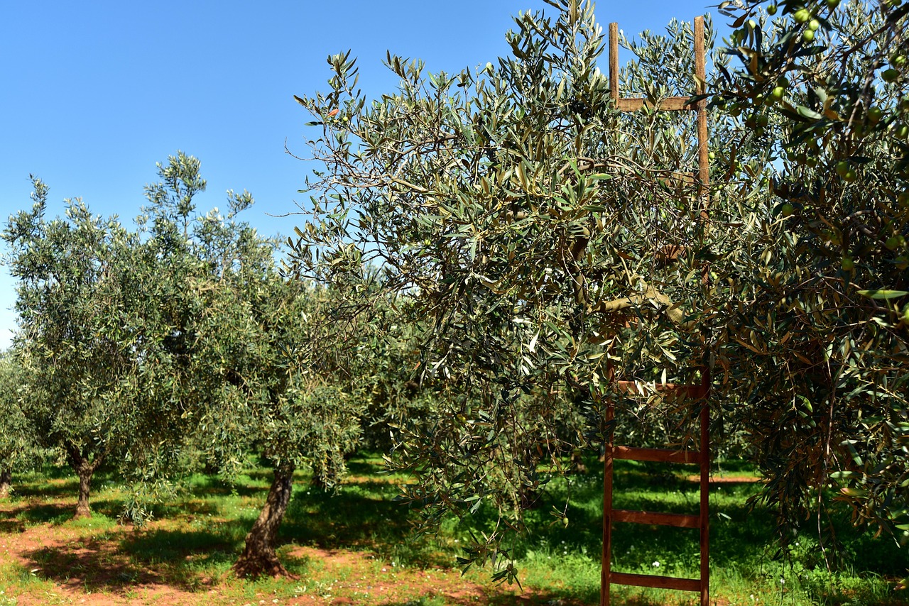 Giardiniere pota un olivo in inverno, preparandolo per una migliore produzione di olive in estate.