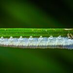 Insetti bianchi su foglie verdi, esempio di infestazione da identificare e combattere.