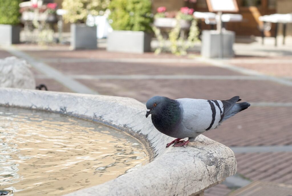 Scacciare i piccioni con un semplice riflesso: il trucco del vetro che funziona