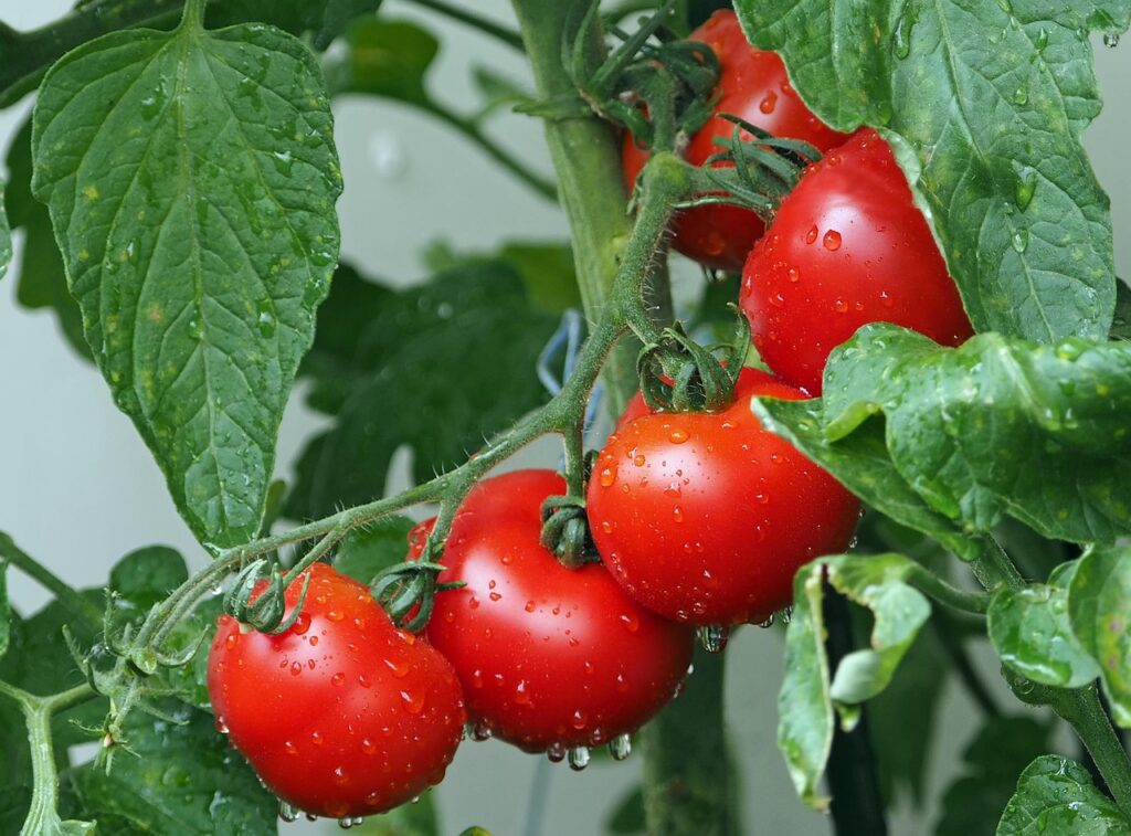 Quando seminare i pomodori? Ecco la data ideale
