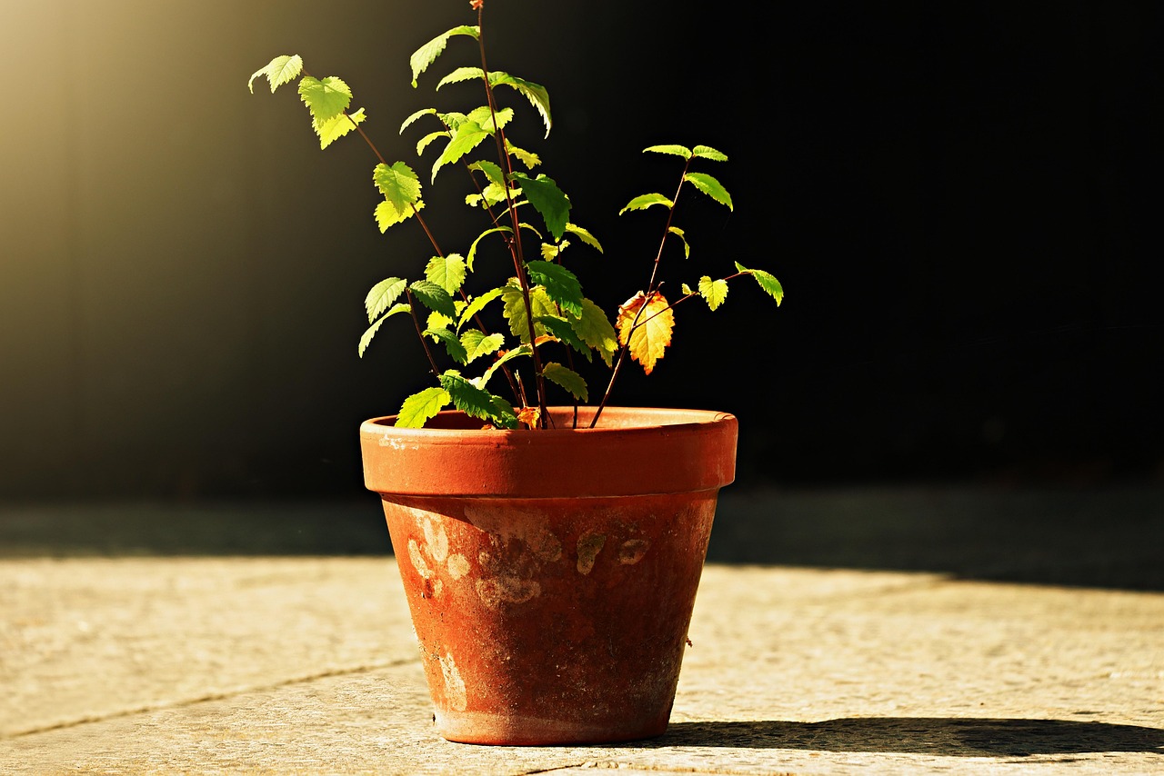Vaso con strati di materiali per favorire la crescita delle radici delle piante.