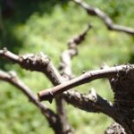 Potatura della vite: errore comune che riduce la produzione di uva.