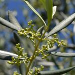 Ulivi carichi di olive mature, simbolo di una raccolta abbondante e sana.