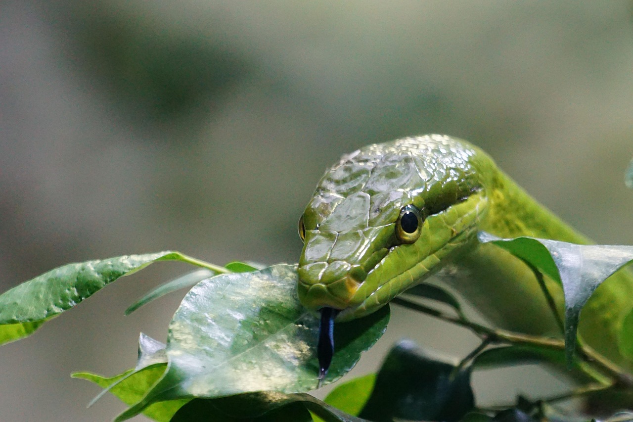 Albero da frutto con serpente avvolto tra i rami, evidenziando il rischio nel giardino.