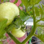 Coltivazione di pomodori con filo innovativo, senza pali, in un orto ben curato.