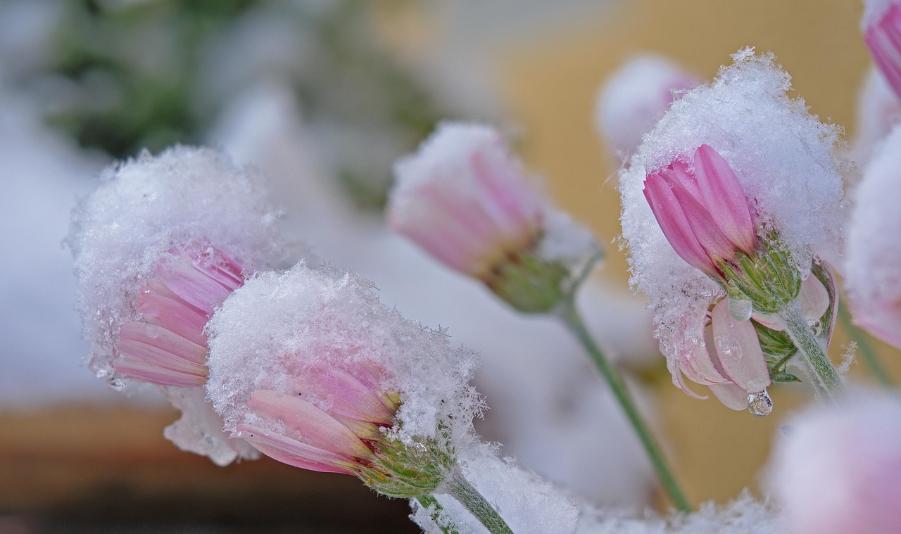 Fiori invernali colorati spuntano dalla neve in un giardino incantevole e suggestivo.