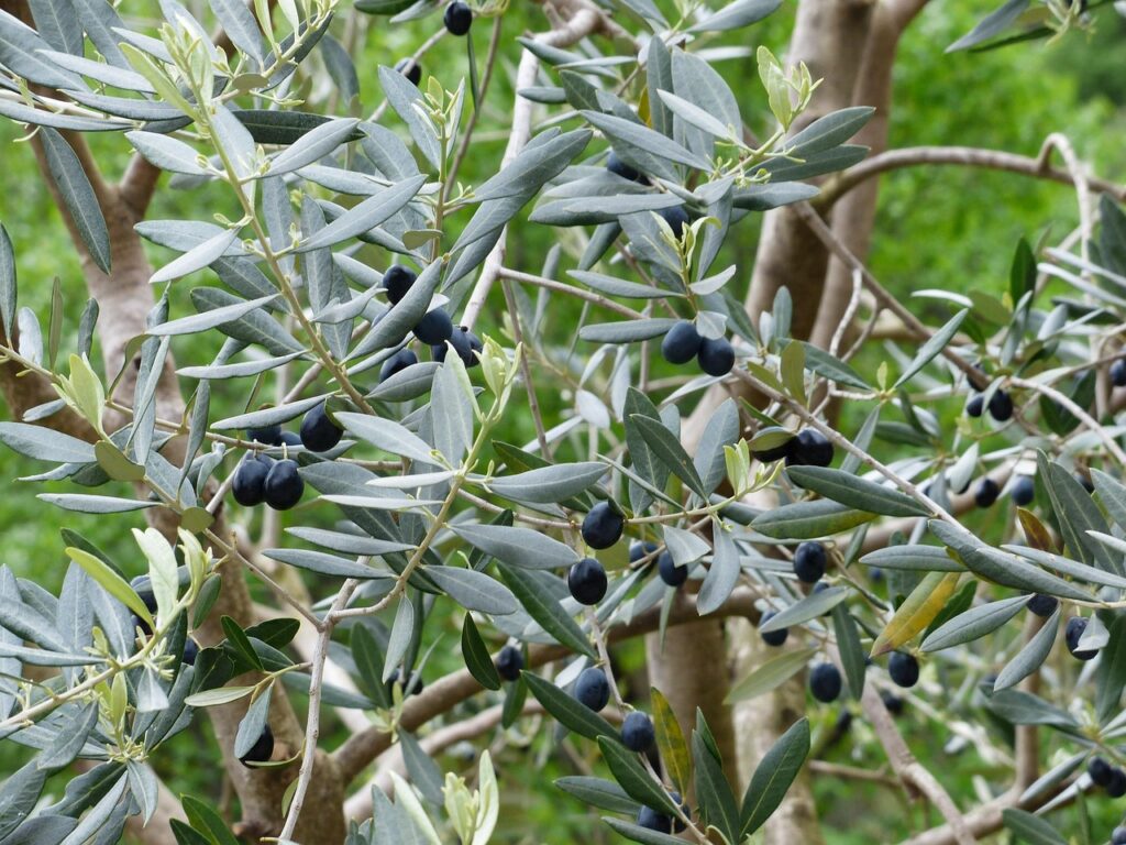 Ulivo: ecco cosa fare adesso per avere più fiori e più olive senza fatica inutilePotature di gennaio: ecco quali alberi tagliare e quali lasciare in pace