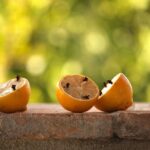 Pianta repellente per cimici sul balcone, utile per proteggere il bucato steso.