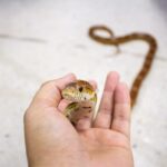 Immagine di un esperto che mostra come catturare bisce con attrezzatura e tecniche appropriate.