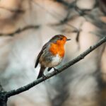 Mangiatoia per pettirossi con semi, frutta secca e pane sbriciolato, pronta per accogliere gli uccelli.