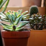 Piante grasse in vaso protette dal gelo, con foglie verdi e sane in un ambiente invernale.