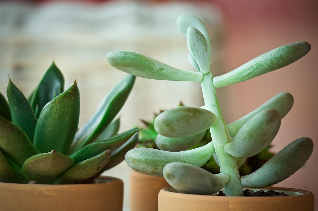 Piante grasse piegate, simbolo di stress o adattamento ambientale.
