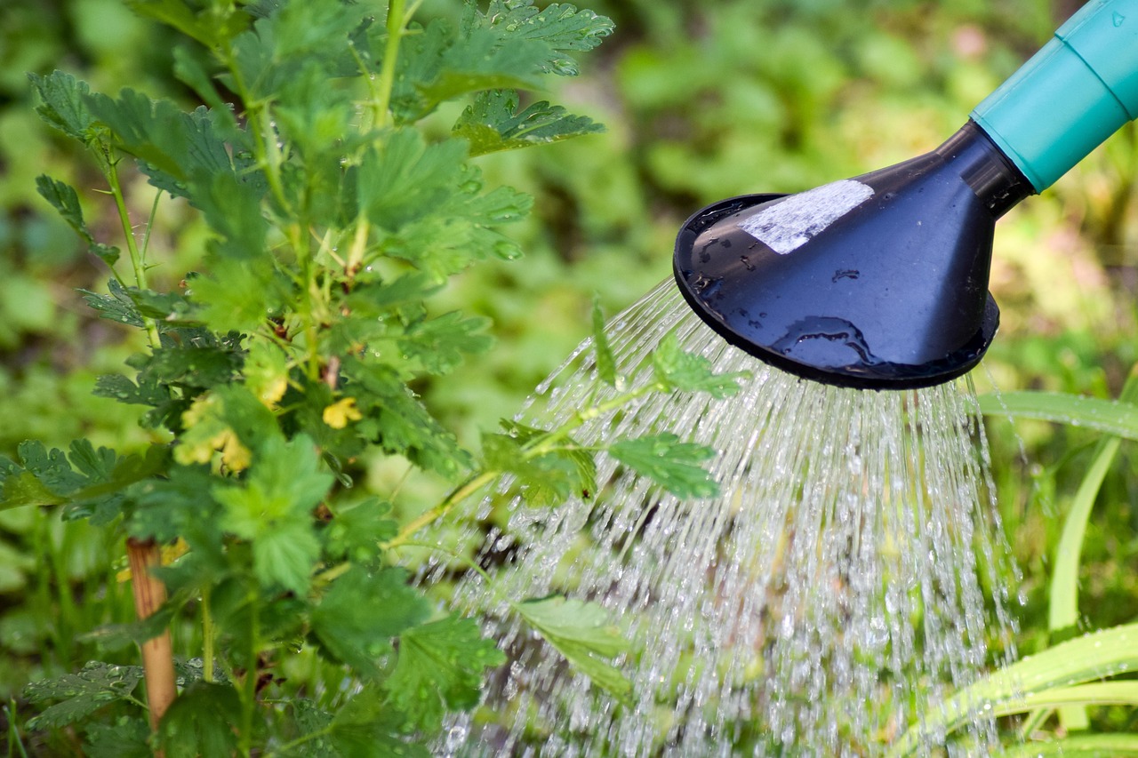 Piante verdi sotto un getto d'acqua fredda, evidenziando l'effetto sul loro aspetto.