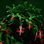 Cactus di Natale fiorito in un vaso, con cura e attenzione per una fioritura abbondante.