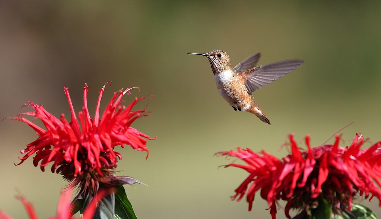 Mix di semi per attrarre colibrì in giardino, disposto in una mangiatoia colorata.