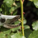 Cinque piante in vaso pronte per la potatura a febbraio, su sfondo verde.