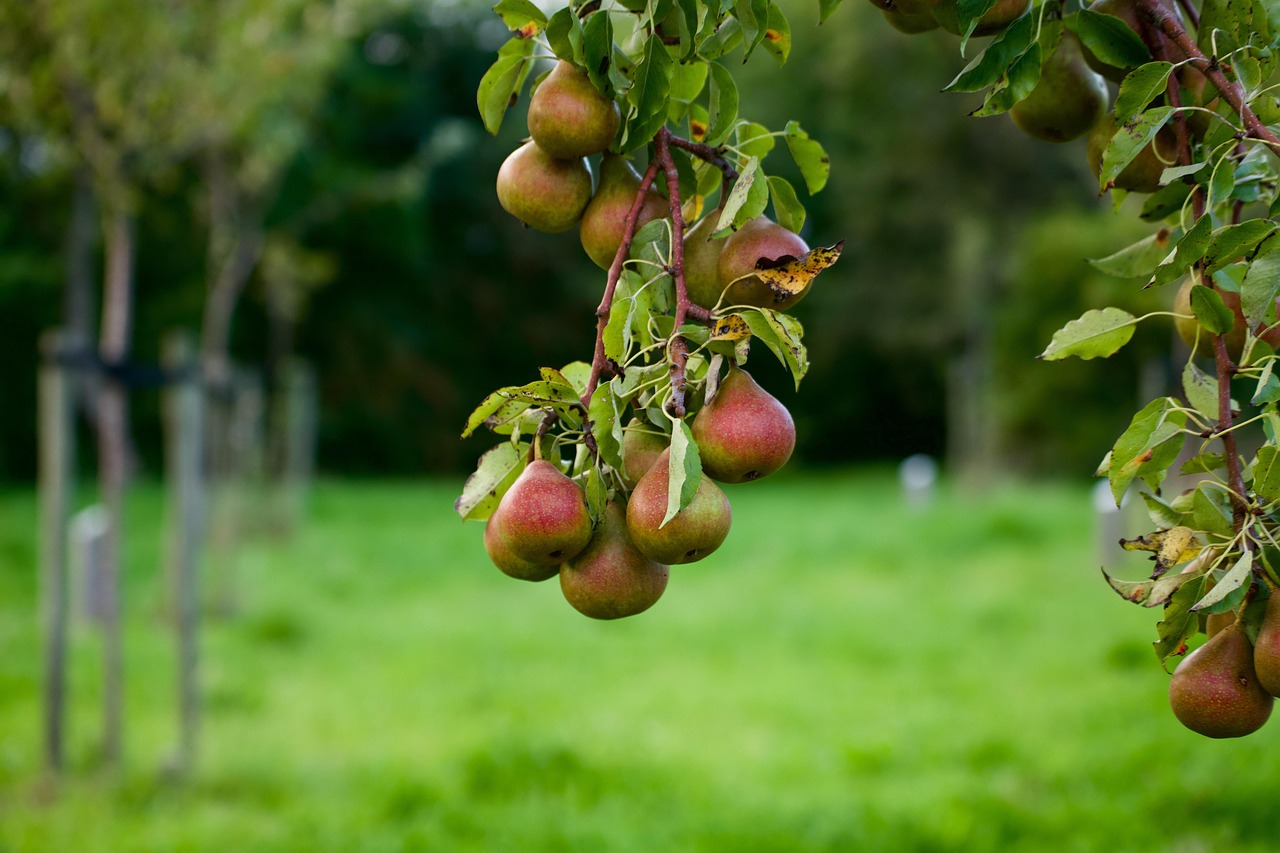Alberi da frutto in giardino con foglie verdi e frutti maturi, rappresentativi delle diverse stagioni.