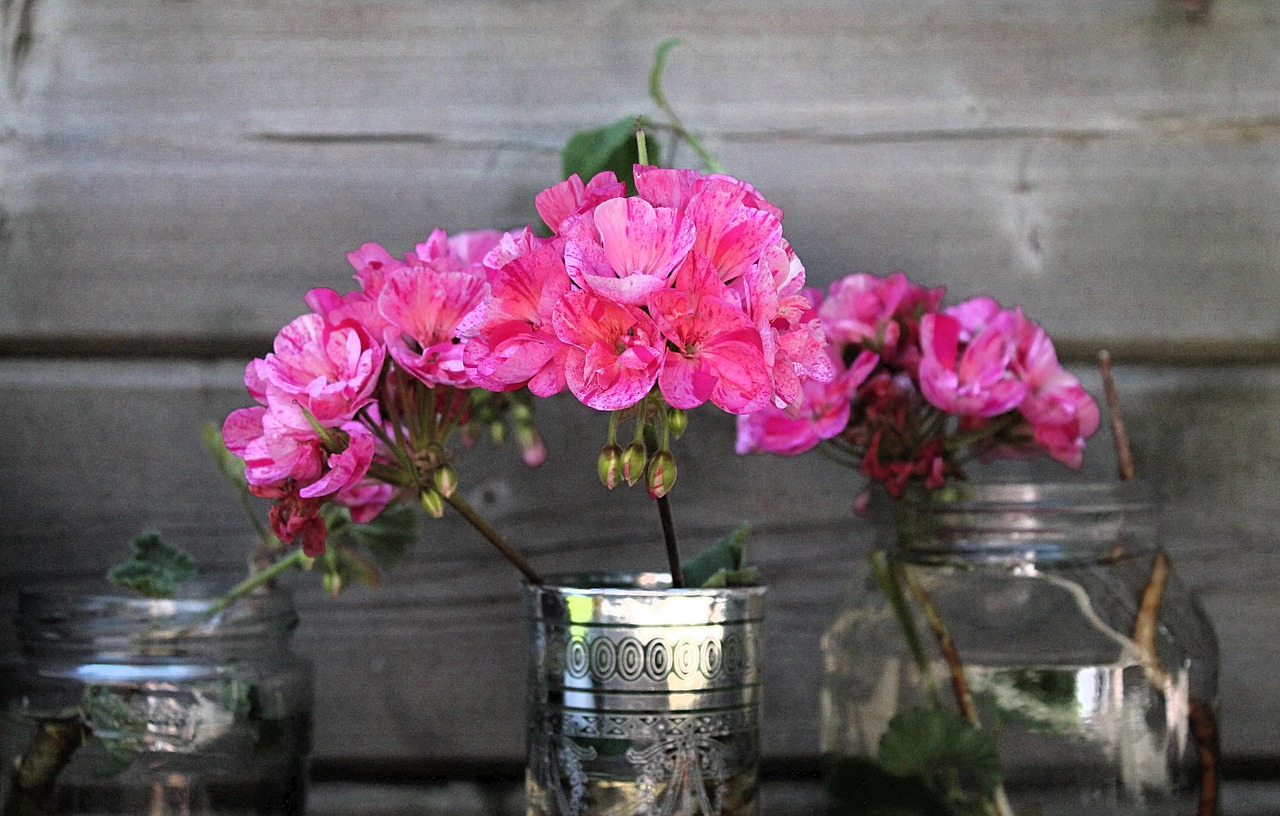 Gerani rinvigoriti dopo l'inverno, pronti a fiorire con nuovi germogli verdi.
