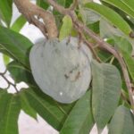 Albero da frutto in giardino, con serpente visibile tra i rami, simbolo di avvertimento per i giardinieri.