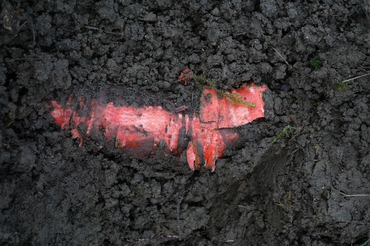 Carote deformate con radici irregolari su sfondo di terreno agricolo.