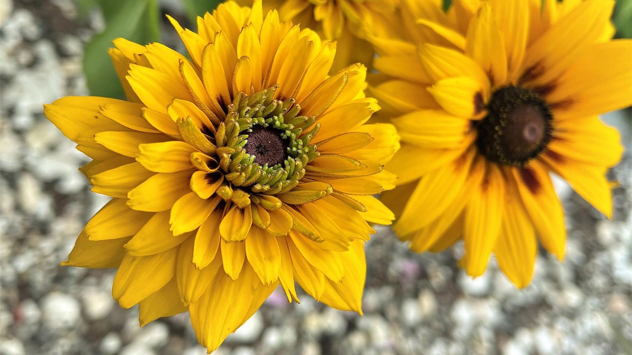 Rudbeckia in fiore nel giardino, evidenziando la sua abbondante fioritura e la bellezza dei colori.