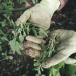 Diserbante naturale efficace contro le erbacce, con ingredienti ecologici e sicuri per il giardino.