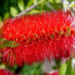 Fiori rossi di Callistemon, pianta scovolino, che attirano api e farfalle nel giardino.