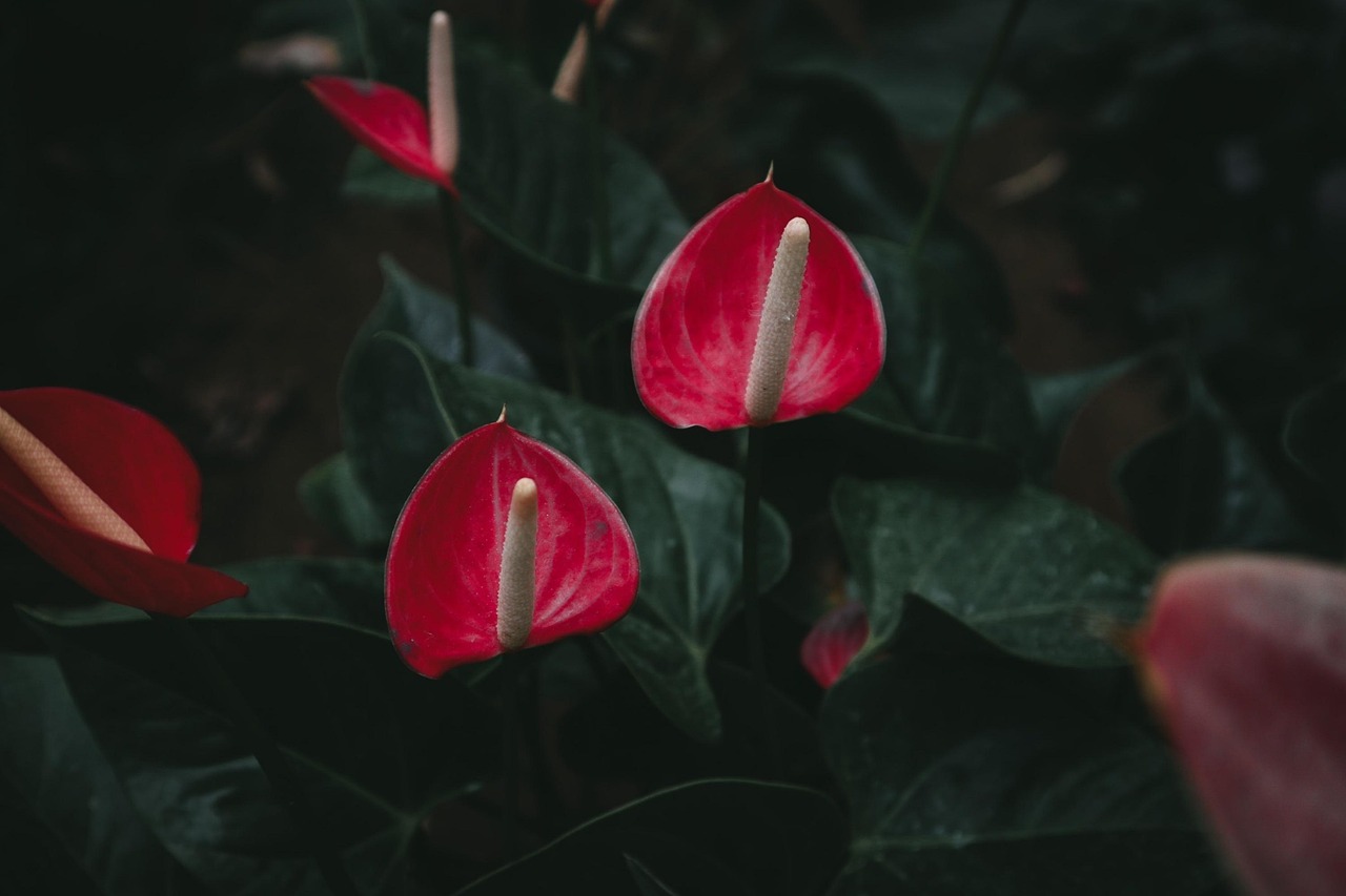 Fioriera con anthurium in fiore, illustrando consigli per la sua cura e crescita.