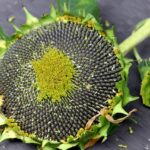 Semi di girasole sparsi in un giardino, attrattiva per pettirossi in cerca di cibo.