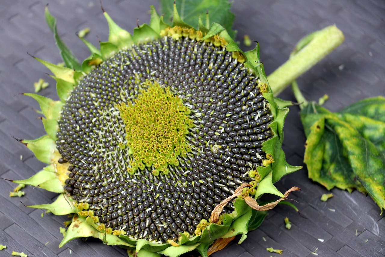 Semi di girasole sparsi in un giardino, attrattiva per pettirossi in cerca di cibo.
