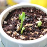 Fondi di caffè sparsi su terreno fertile, simbolo di un fertilizzante naturale efficace.