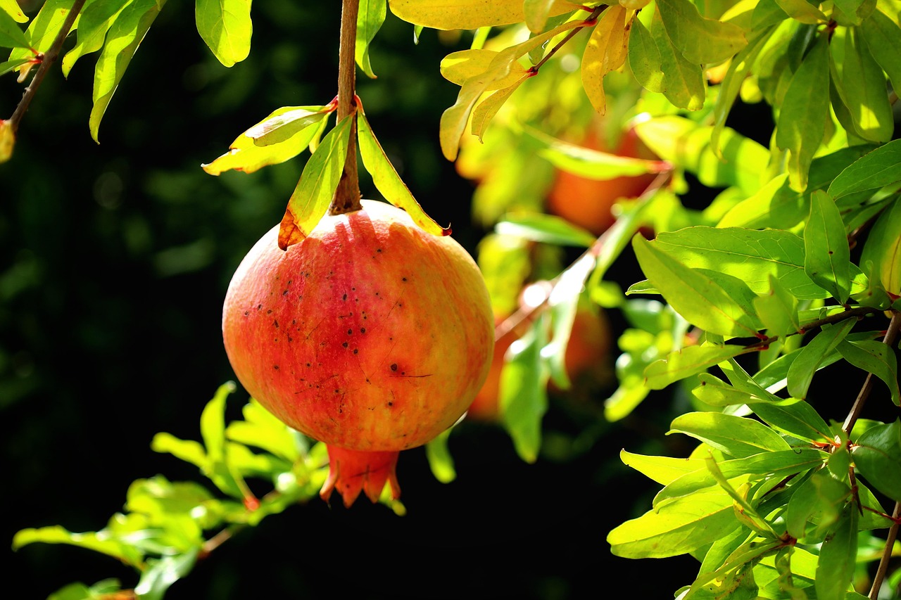 Melograno in fiore con frutti verdi, simbolo della potatura per ottenere raccolti dolci e abbondanti.