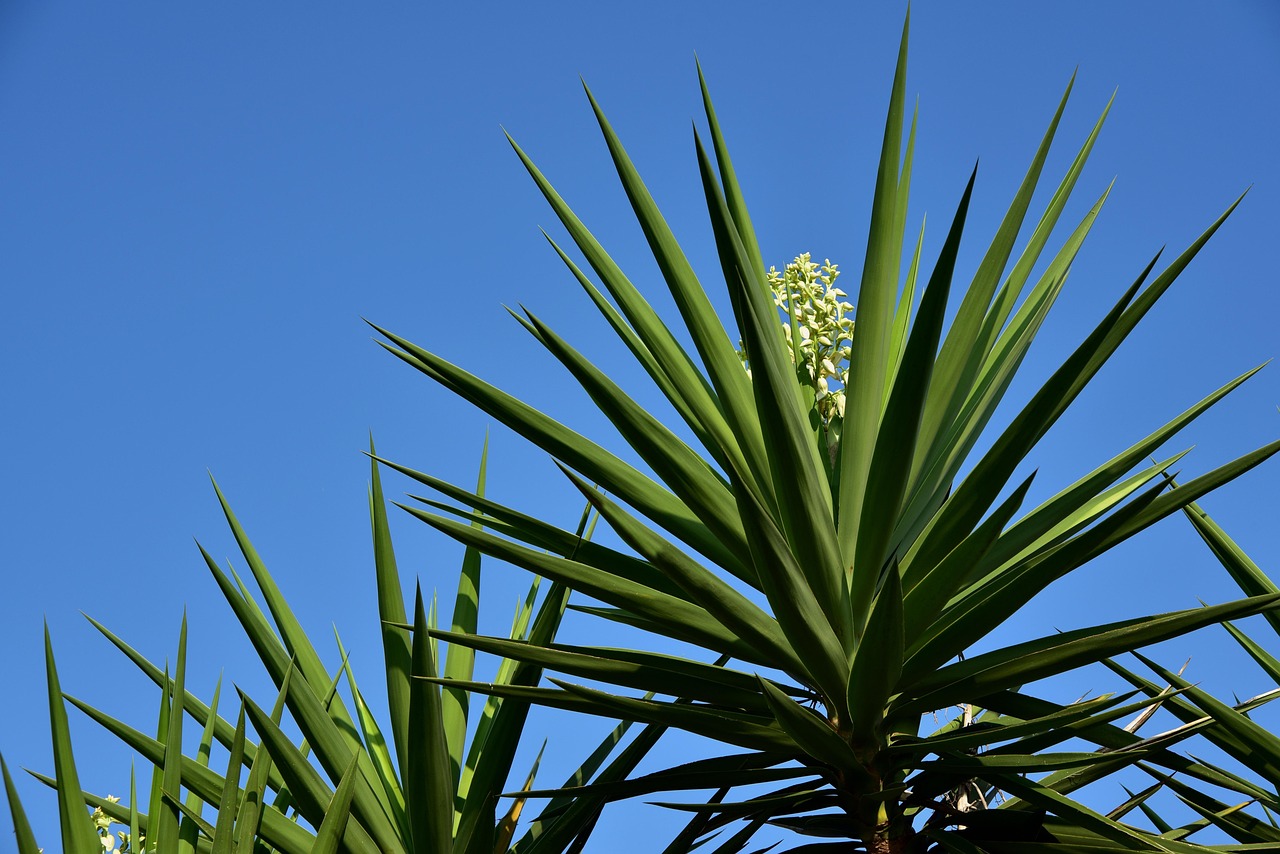 Yucca con foglie verdi e rigide, evidenziando la sua postura eretta e la mancanza di crescita apparente.