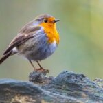 Pettirosso che si nutre da una mangiatoia con cibi consigliati per attirarlo.