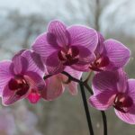 Orchidea innaffiata correttamente con gocce d'acqua su foglie verdi, simbolo di cura adeguata.
