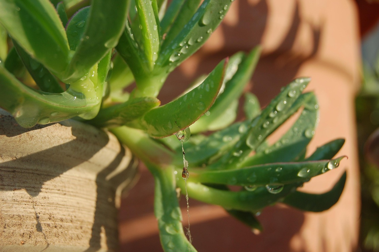 Foglie di pianta con melata appiccicosa causata da cocciniglie, pronte per la pulizia con acqua e sapone.