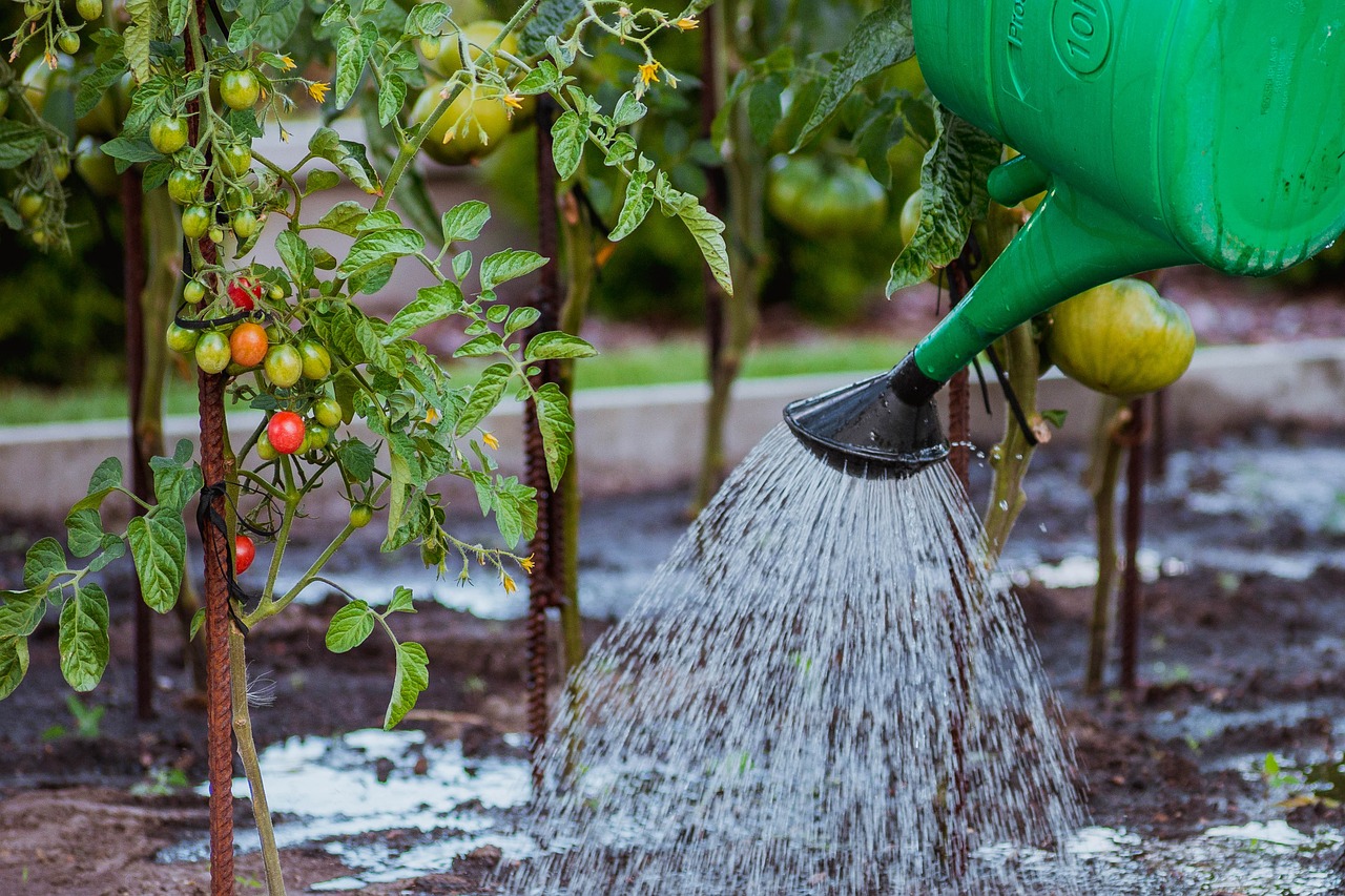 Pomodori in crescita con sistema di irrigazione, evidenziando l'importanza dell'acqua in condizioni di afa.