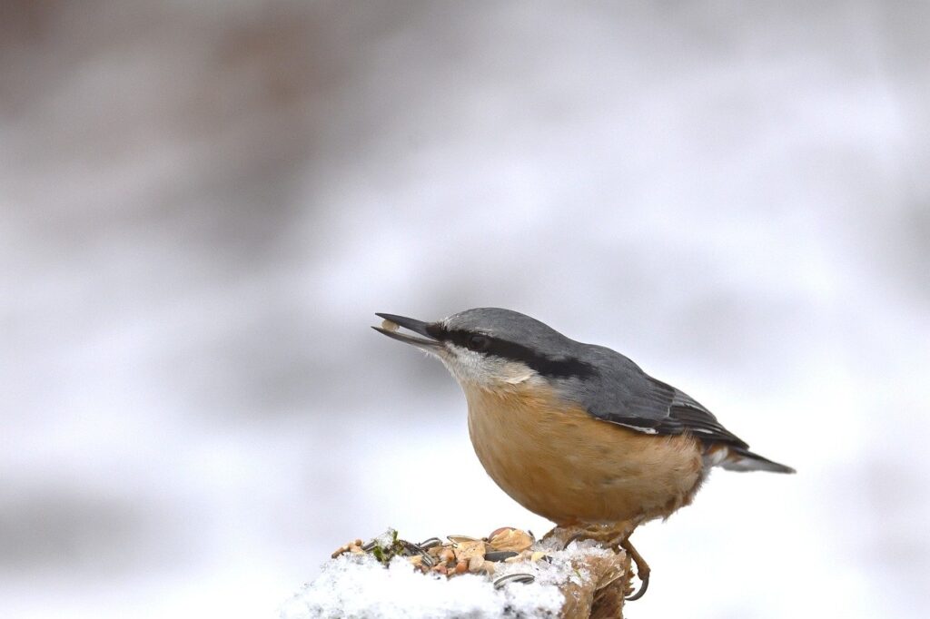 Questo alimento attira gli uccellini in giardino anche d’inverno