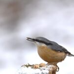Uccellini che si nutrono di semi in un giardino innevato d'inverno.