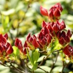 Azalea con fiori secchi rimossi, evidenziando le gemme pronte a sbocciare.