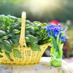 Basilico appassito su un balcone, segnali di mancata cura e necessità di interventi per salvarlo.