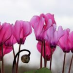 Ciclamini afflosciati immersi in una bacinella d'acqua per revitalizzarli.