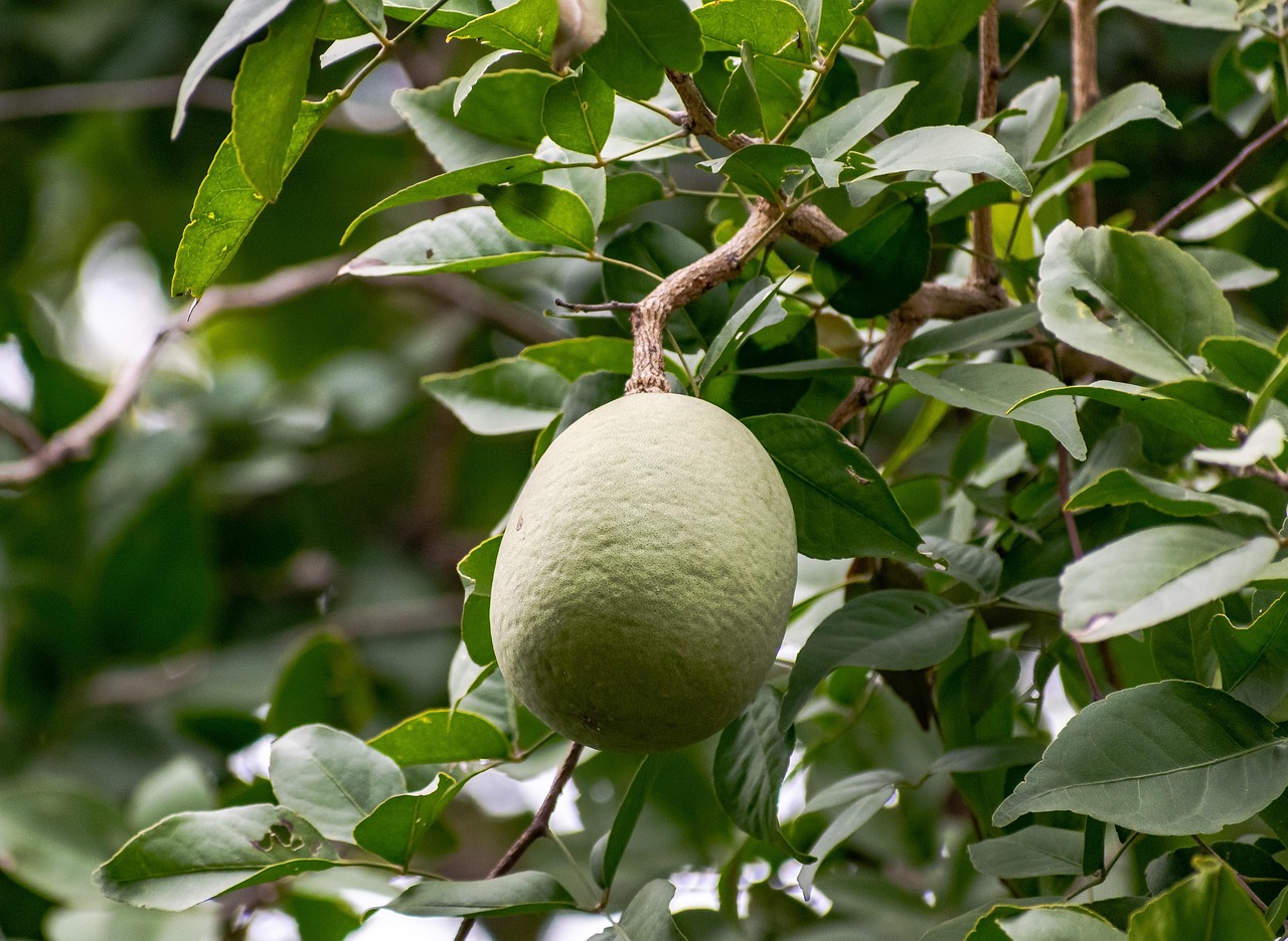 Albero da frutto nel giardino, con serpente nascosto tra i rami verdi.
