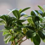 Bonsai ficus ginseng con foglie verdi, evidenziando il rischio di perdita fogliare per spostamenti o correnti d'aria.