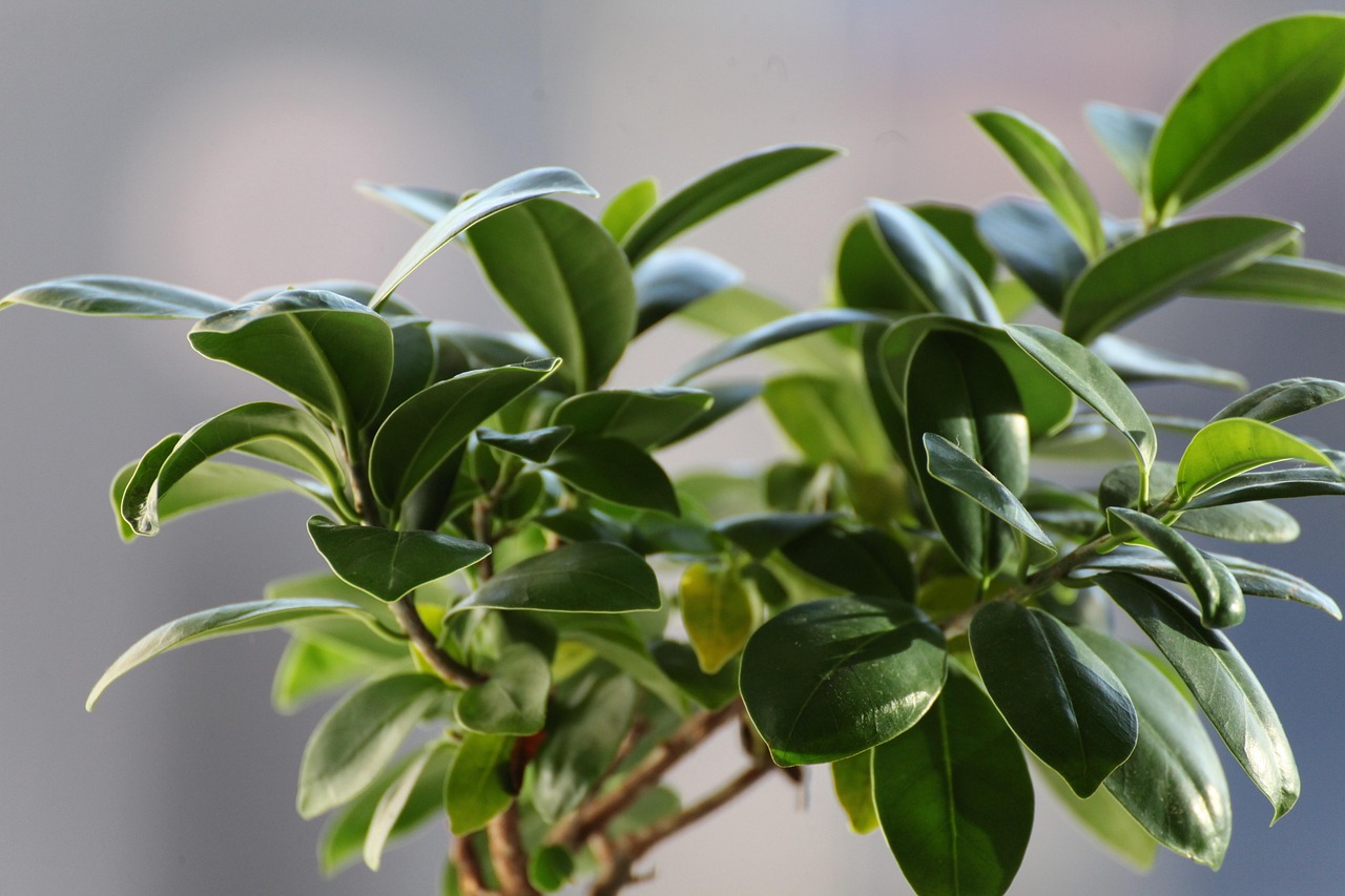 Bonsai ficus ginseng con foglie verdi, evidenziando il rischio di perdita fogliare per spostamenti o correnti d'aria.