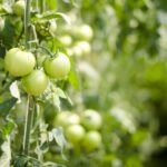 Pomodori coltivati senza tutori, sostenuti da un filo per una crescita semplice e ordinata.